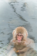温泉のおさるさん　Japanese monkeys healed in a hot spring