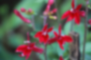 blurred of flowers