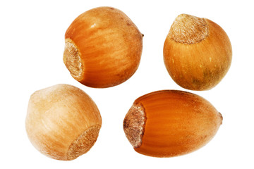 Four forest hazelnuts
