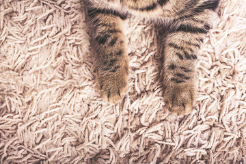 cat's cute paw