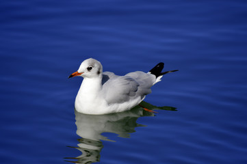 Seagull swimming in Vilamoura marina