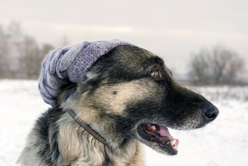 Dog Wearing Hat