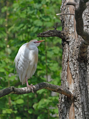 Silberreiher