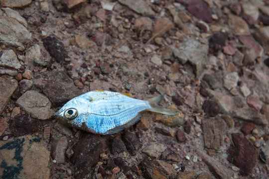 fish died on rock ground cracked earth / drought / river dried up /famine / scarcity / global warming / natural destruction / extinction
