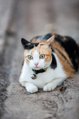 Portrait of three color cat