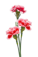 Carnations
