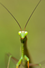potrait