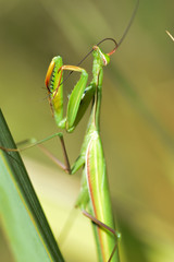 La toilette