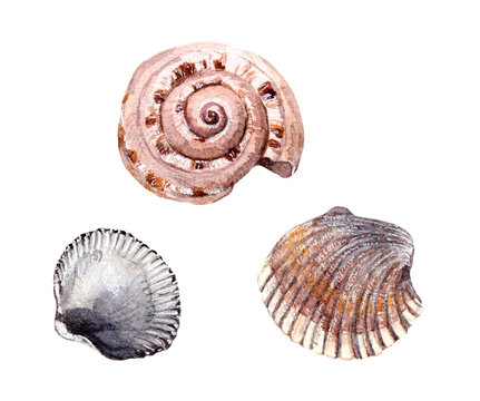 Watercolor painted sea shells 