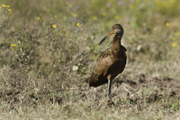rayadito ave argentina patagonia pajaro