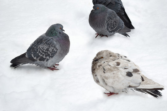 Urban pigeons on snow. 
Pigeons in a city court yard are waiting for food at the usual place.