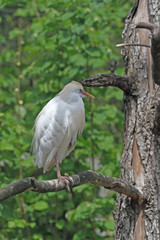 Fototapeta premium Silberreiher