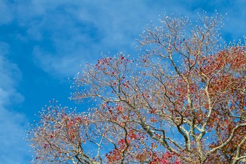 Autumn Colors in Kyoto, Japan