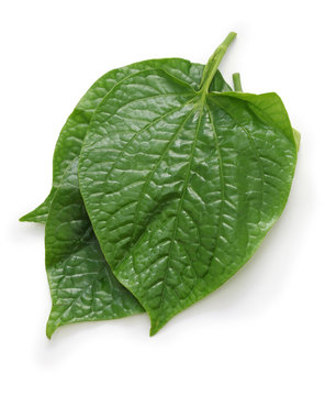 wild betel, la lot, piper lolot, lolot pepper, piper sarmentosum, leafbush
