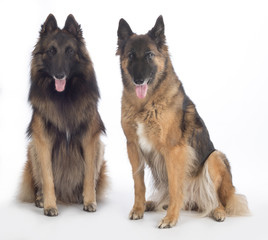 Two dogs, Belgian Shepherd Tervuren, sitting, isolated