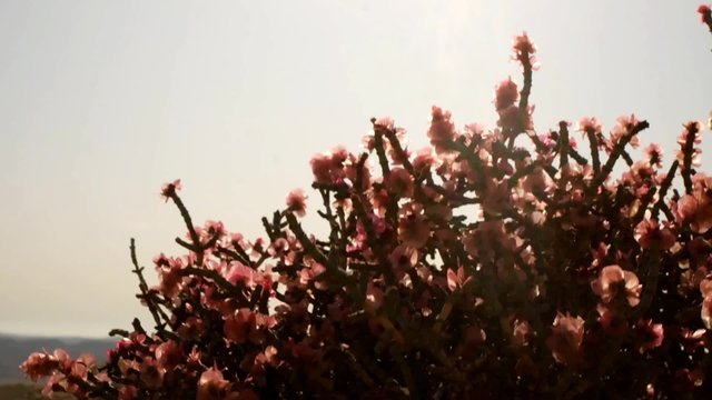 Pink Beavertail flower on a dry, rocky desert