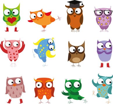 Cute birds owls in vector. Cartoon set