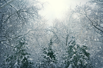 nature Christmas background with snow