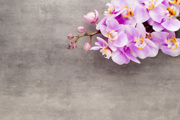 Naklejka na ściany i meble Beautiful pink orchid on a gray background.