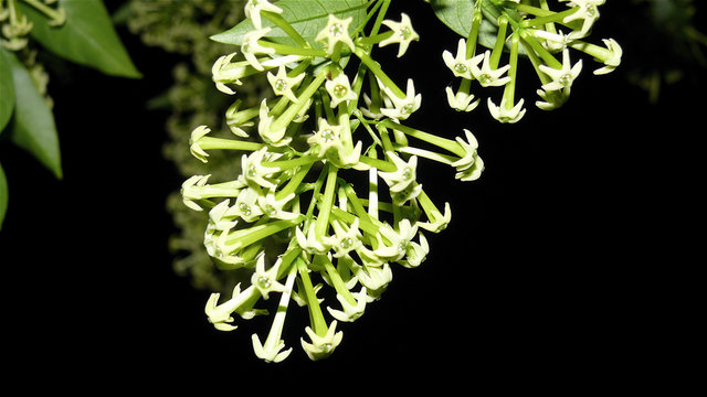 Cestrum Nocturnum