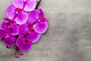 Obraz na płótnie Canvas Beautiful pink orchid on a gray background.