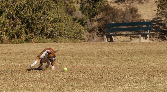 Boxer Mix Dog Playing At A Dog Park