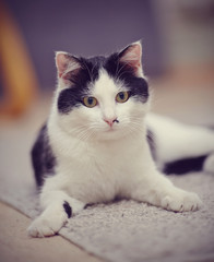 Fototapeta na wymiar Portrait of a black-and-white domestic cat