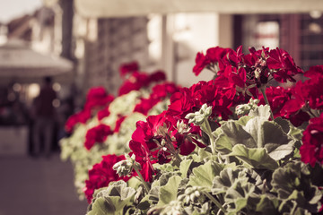 Red gardenium flowers in a street restaurant