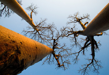 Baobab op achtergrond blauwe hemel. Madagascar. Een uitstekende illustratie.