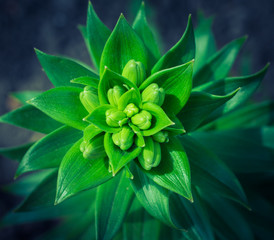 Green sprouts of lily in a garden