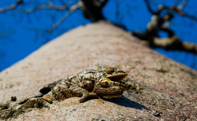 Chameleon sitting on a baobab. Madagascar. An excellent illustration. Close-up.