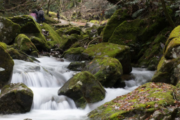 Obraz premium 渓谷