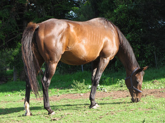 Beautiful bay horse grazing in the sunshine.