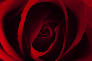 Red rose horizontal composition