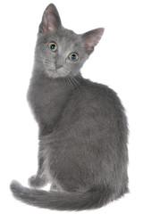 Small gray shorthair kitten sitting isolated