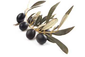 Black olives on branch
