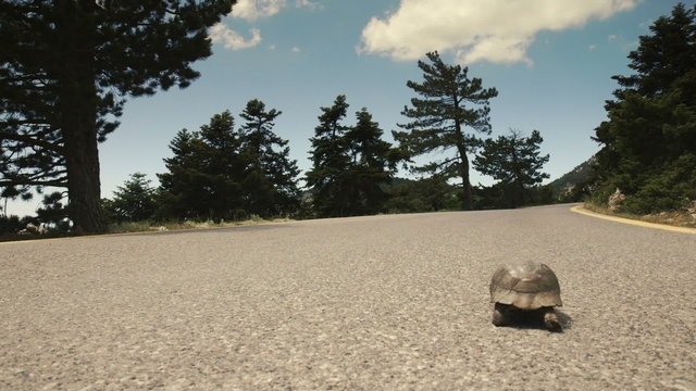 Turtle walking along the road,crawling,asphalt,tracking slider movement.