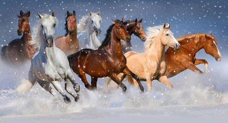 Obraz premium Stado koni biegnie szybko w polu śniegu zimą