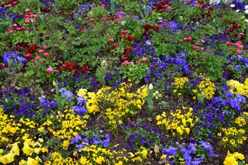 Bunte Frühlingsblumen blühen im Park