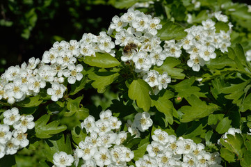 frühlingsblumen