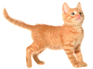 Orange kitten goes on a side view