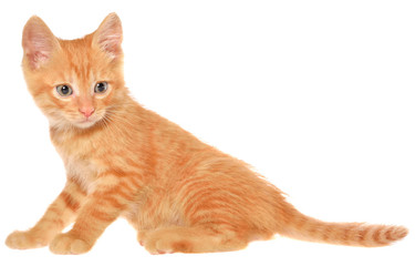 Orange kitten goes