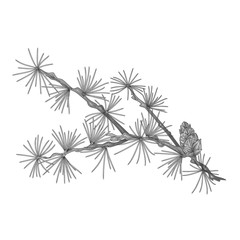 Larch tamarack branch as vintage engraving vector