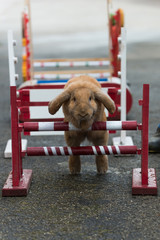 Lapins sauteurs