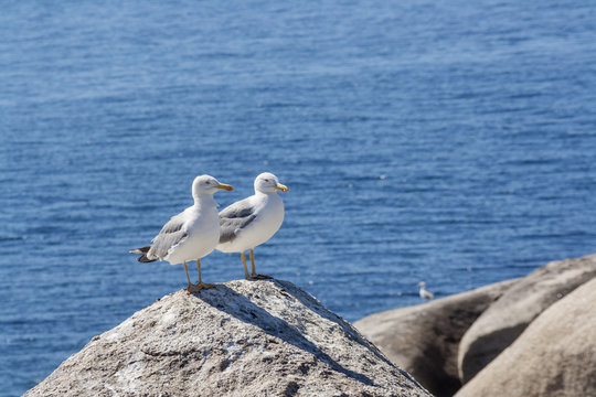 Seagull couple watching