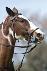 cabeza de caballo de polo o pato