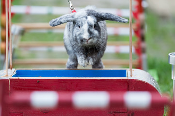 Lapins sauteurs