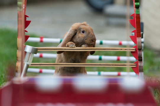 Lapins sauteurs