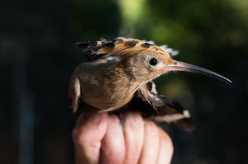 Oiseau Huppe