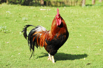 red rooster